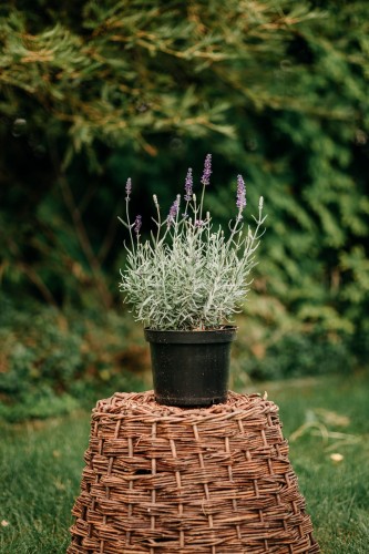 lawenda-blue-scent-lavandula-angustifolia-zdrowa-sadzonka-zielona-para.jpg