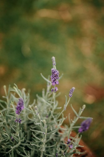 lawenda-blue-scent-lavandula-angustifolia-zdrowa-sadzonka-zielona-para.jpg