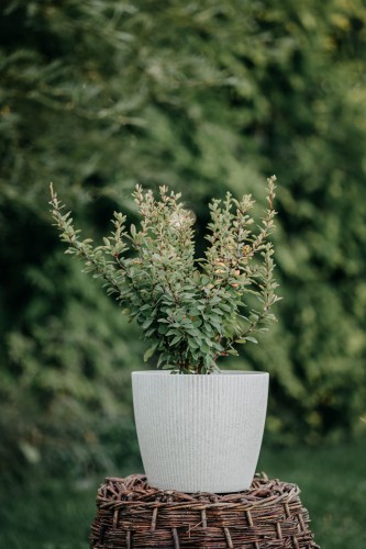 berberys-zielony-stożkowy-na-żywopłot-Berberis-thunbergii-zielony-stożkowy-na-żywopłot-zielonapara-zielona-para-sadzonka-0383.jpg