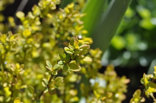 berberys-zielony-stożkowy-na-żywopłot-Berberis-thunbergii-zielony-stożkowy-na-żywopłot-zielonapara-zielona-para-sadzonka-0384.jpg