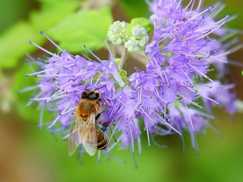barbula-caryopteris-worcester-gold-zielonapara-sadzonka-duza-zdrowa-zolte-liscie-niebieskie-kwiaty.jpg