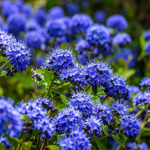 prusznik-polplozy-ceanothus-thyrsiflorus-blue-diamond-zielonapara-sadzonka-duza-zdrowa-niebieskie-kwiaty.jpg