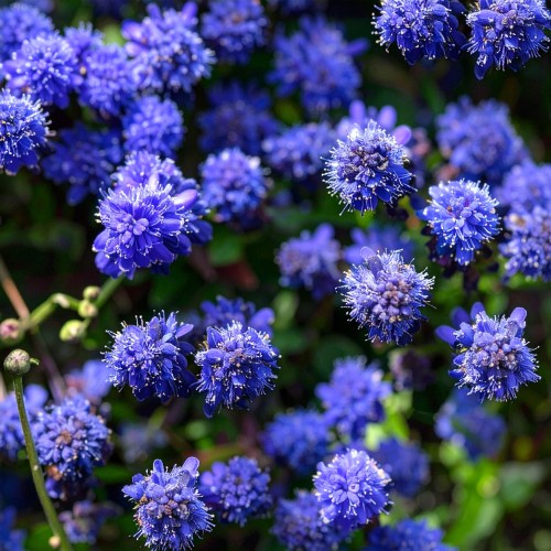 prusznik-polplozy-ceanothus-thyrsiflorus-blue-diamond-zielonapara-sadzonka-duza-zdrowa-niebieskie-kwiaty(1)(1).png