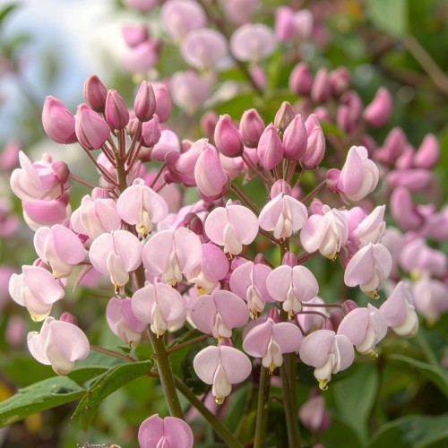 modrzewnica-pospolita-andromeda-polifolia-zielonapara-sadzonka-duza-zdrowa-rozowe-biale-kwiaty