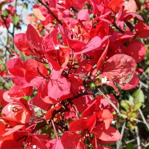 enkiant-dzwonkowaty-enkianthus-campanulatus-zielonapara-sadzonka-duza-zdrowa-czerwone-dzwonkowate-kwiaty