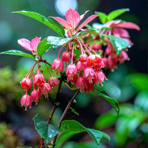 enkiant-dzwonkowaty-enkianthus-campanulatus-zielonapara-sadzonka-duza-zdrowa-czerwone-dzwonkowate-kwiaty