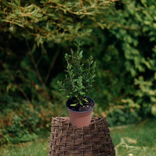 irga-błyszcząca-cotoneaster-sadzonka-zielona-para-6763329__340-300x204.jpg