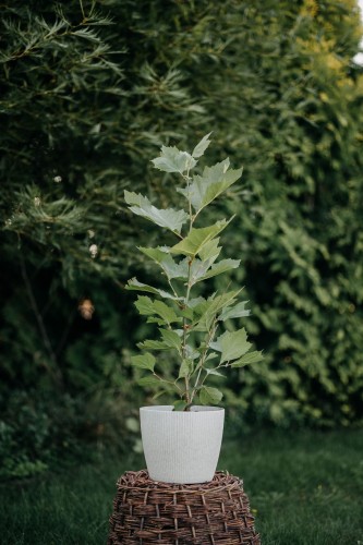 platan-klonolistny-Platanus-acerifolia-zielonapara-zielona-para-sadzonka-0270.jpg