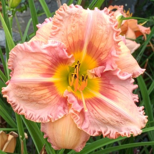 liliowiec-hemerocallis-spacecoast-early-bird-zielonapara-sadzonka-duza-zdrowa-zolto-rozowe-kwiaty .jpg