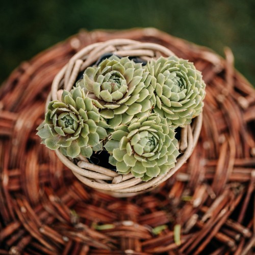 rojnik-ogrodowy-sempervivum-aquila-zielonapara-sadzonka-duza-zdrowa-czerwono-zielone-rozety