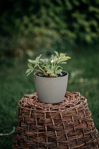 runianka-japonska-pachysandra-terminalis-variegata-zielonapara-sadzonka-duza-zdrowa-pstre-bialozielone-liscie