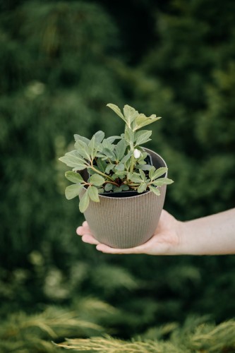 runianka-japonska-pachysandra-terminalis-variegata-zielonapara-sadzonka-duza-zdrowa-pstre-bialozielone-liscie