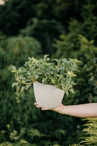 runianka-japonska-pachysandra-terminalis-variegata-zielonapara-sadzonka-duza-zdrowa-pstre-bialozielone-liscie