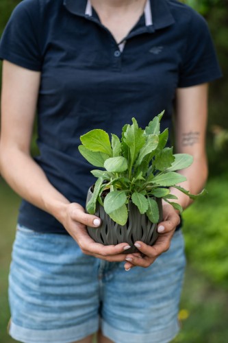 rudbekia-pierzasta-rudbeckia-laciniata-wysoka-zolte-kwiaty-pelne-sloneczna-bylina-sadzonka-sadzonki-zielona-para-zielonapara