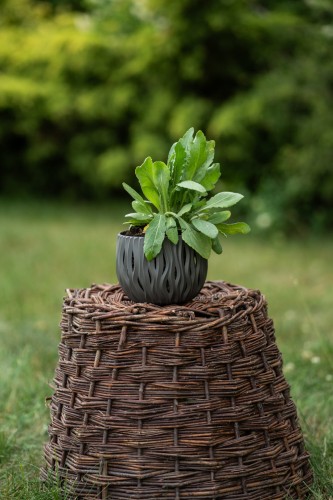 rudbekia-pierzasta-rudbeckia-laciniata-wysoka-zolte-kwiaty-pelne-sloneczna-bylina-sadzonka-sadzonki-zielona-para-zielonapara