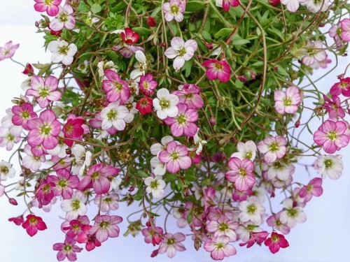 skalnica-arendsa-saxifraga-arendsii-alpino-early-rose-zielonapara-sadzonka-duza-zdrowa-rozowe-kwiaty