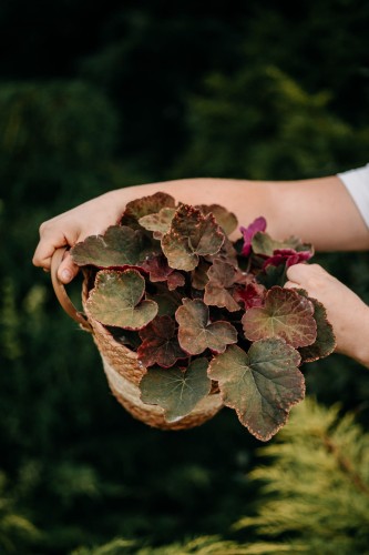 zurawka-heuchera-carmel-zielonapara-sadzonka-duza-zdrowa-pomaranczowe-liscie