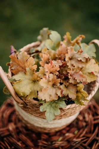 zurawka-heuchera-kassandra-zielonapara-sadzonka-duza-zdrowa-pomaranczowo-brazowe-liscie