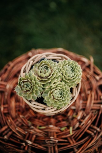 rojnik-sempervivum-tropical-fruity-zielonapara-sadzonka-duza-zdrowa-kolorowe-rozety