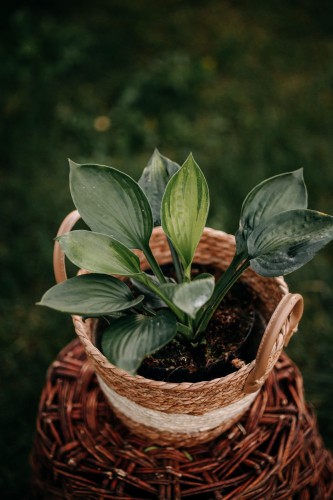 Funkia Hosta Waterslide