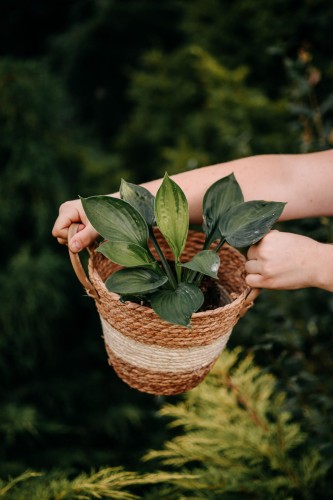 funkia-hosta-zdrowa-sadzonka-pokectful-of-sunshine-pbr-zielona-para.jpg