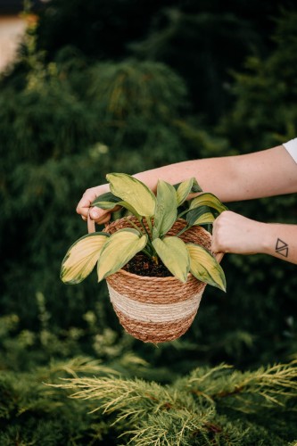 funkia-Hosta-Hosta-zielonapara-zielona-para-sadzonka-.jpg