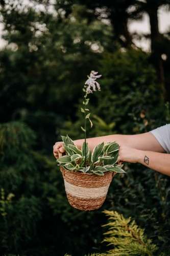 funkia-hosta-american-halo-hosta-duze-niebieskozielone-liscie-kremowy-brzeg-sadzonka-sadzonki-zielona-para-zielonapara