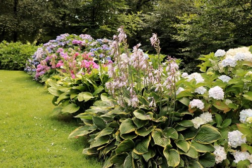 funkia-hosta-american-halo-hosta-duze-niebieskozielone-liscie-kremowy-brzeg-sadzonka-sadzonki-zielona-para-zielonapara