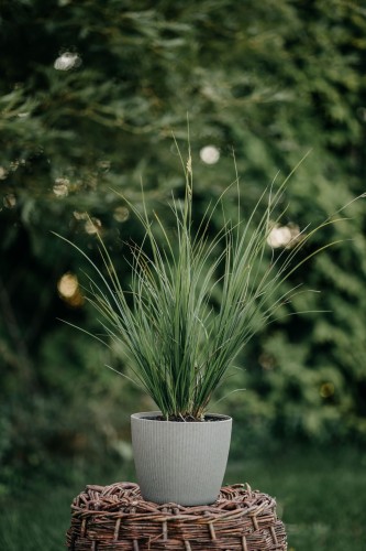 turzyca-Green-Racing-Carex-Green-Racing-zielonapara-zielona-para-sadzonka-0469.jpg