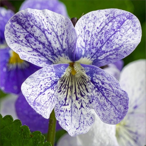 fiolek-viola-cornuta-dark-freckles-zielonapara-sadzonka-duza-zdrowa-fioletowe-kwiaty