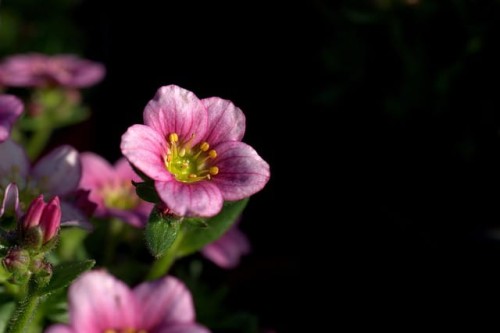 skalnica-arendsa-saxifraga-arendsii-alpino-early-carnival-zielonapara-sadzonka-duza-zdrowa-rozowe-i-czerwone-kwiaty