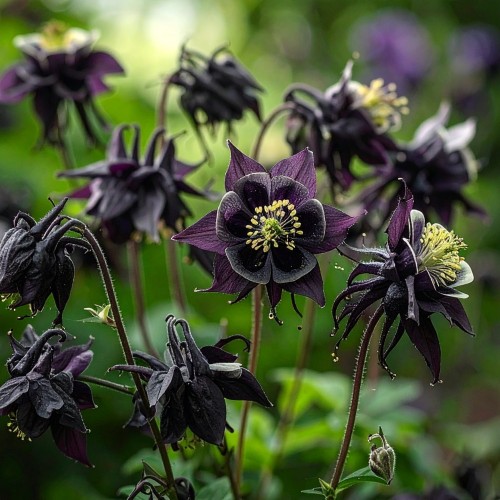 orlik-ogrodowy-Aquilegia-black-barlow-zielonapara-zielona-para-sadzonka-0572.jpg