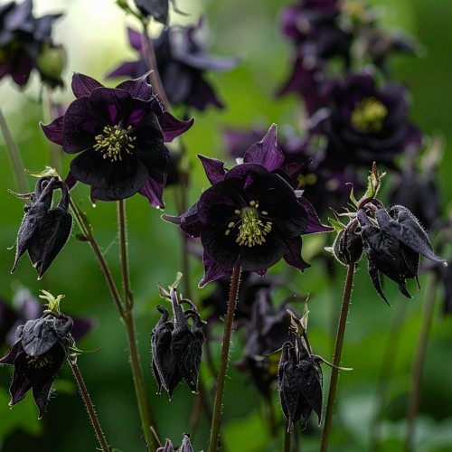orlik-ogrodowy-Aquilegia-black-barlow-zielonapara-zielona-para-sadzonka-0572.jpg