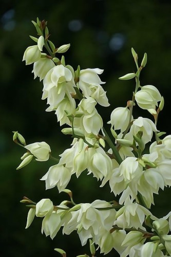 jukka-karolinska-yucca-filamentosa-zielonapara-sadzonka-duza-zdrowa-biale-kwiaty