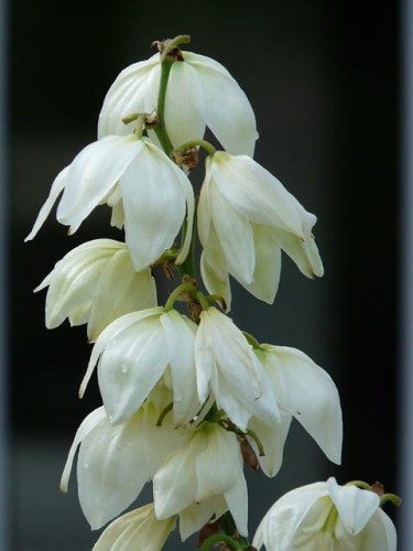 jukka-karolinska-yucca-filamentosa-zielonapara-sadzonka-duza-zdrowa-biale-kwiaty