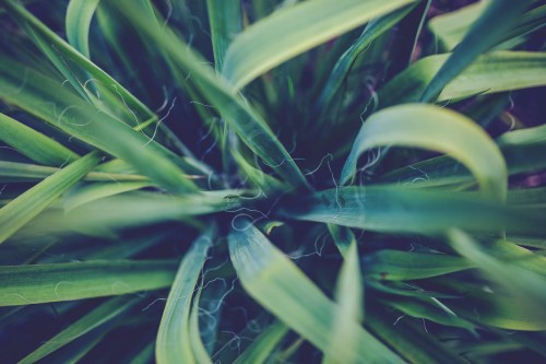 jukka-karolinska-yucca-filamentosa-zielonapara-sadzonka-duza-zdrowa-biale-kwiaty