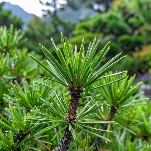 Sciadopitys-verticillata-sadzonka-sośnica-japońska-c4-zielona-para