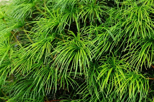 Sciadopitys-verticillata-sadzonka-sośnica-japońska-c4-zielona-para