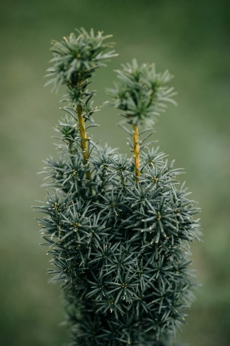 cis-pospolity-stożkowy-na-żywopłot-Taxus-baccata-stożkowy-na-żywopłot-zielonapara-zielona-para-sadzonka-0378.jpg