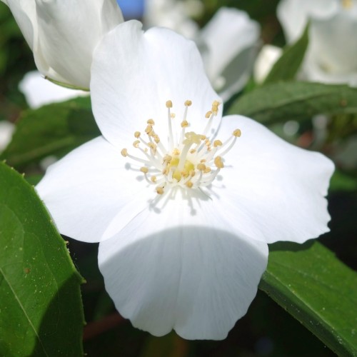 jasminowiec-philadelphus-polar-star-sadzonka-biala-gwiazda-zielona-para