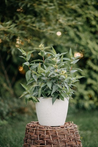 guzikowiec-zachodni-cephalanthus-occidentalis-sadzonka-zielona-para-unikat