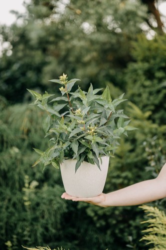 guzikowiec-zachodni-cephalanthus-occidentalis-sadzonka-zielona-para-unikat