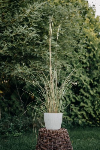 trzcinnik-ostrokwiatowy-Overdam-Calamagrostis-acutiflora-Overdam-zielonapara-zielona-para-sadzonka-0324.jpg