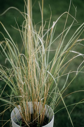 trzcinnik-ostrokwiatowy-Overdam-Calamagrostis-acutiflora-Overdam-zielonapara-zielona-para-sadzonka-0325.jpg