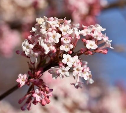 kalina-wawrzynowata-viburnum-tinus-gwenllian-zielonapara-sadzonka-duza-zdrowa-bialo-rozowe-kwiaty