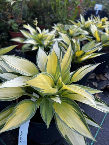funkia-hosta-june-zielonapara-sadzonka-duza-zdrowa-pstre-niebieskozielone-i-zlote-liscie