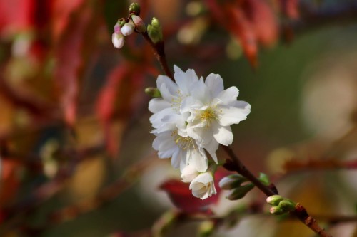 wiśnia-szklanka-prunus-cerasus-szk­lanka-jasny-sok-soczysty-miekki-owoc-sadzonka-sadzonki-zielona-para-zielonapara