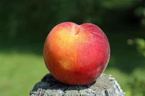 nektarynka-super-queen-prunus-persica-super-queen-owoc-duzy-owoc-170-200g-mrozoodporna-sadzonka-sadzonki-zielona-para-zielonapara