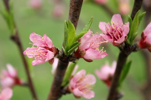 nektarynka-super-queen-prunus-persica-super-queen-owoc-duzy-owoc-170-200g-mrozoodporna-sadzonka-sadzonki-zielona-para-zielonapara