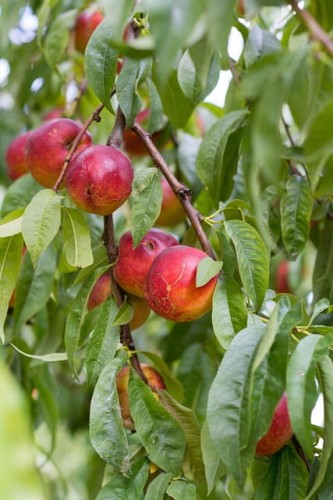 nektarynka-super-queen-prunus-persica-super-queen-owoc-duzy-owoc-170-200g-mrozoodporna-sadzonka-sadzonki-zielona-para-zielonapara
